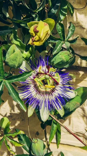 Mooie Exotische Passiflora Bloem Close Bloeiende Pasiflora Groene Stengels Bladeren — Stockfoto