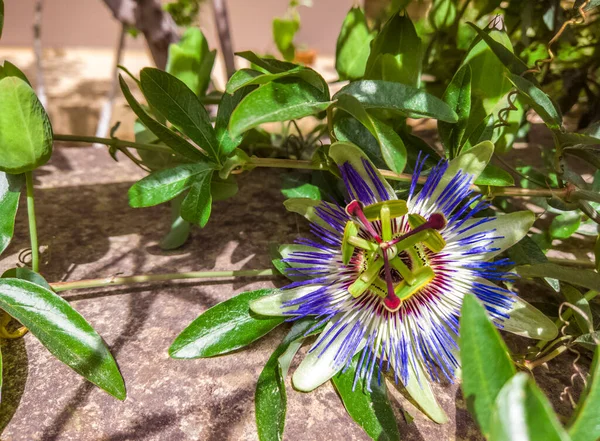 Mooie Exotische Passiflora Bloem Close Bloeiende Pasiflora Groene Stengels Bladeren — Stockfoto