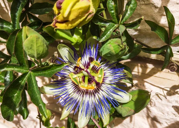 Beautiful exotic passiflora flower close-up. Blooming pasiflora, green stems and leaves on background of light concrete wall. Medical herbs and alternative treatment concept. Botanical flower backdrop