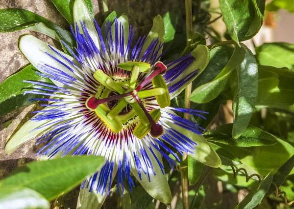 Beautiful exotic passiflora flower close-up. Blooming pasiflora, green stems and leaves on background of light concrete wall. Medical herbs and alternative treatment concept. Botanical flower backdrop