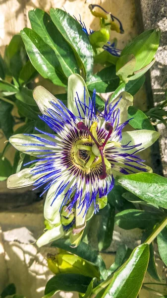 Mooie Exotische Passiflora Bloem Close Bloeiende Pasiflora Groene Stengels Bladeren — Stockfoto