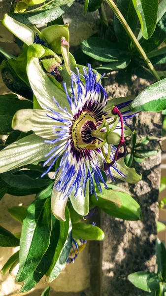 Güzel egzotik passiflora çiçeği yakından. Çiçek açan pasiflora, yeşil saplar ve arka planda açık beton duvar yaprakları. Tıbbi otlar ve alternatif tedavi konsepti. Botanik çiçek arkaplanı