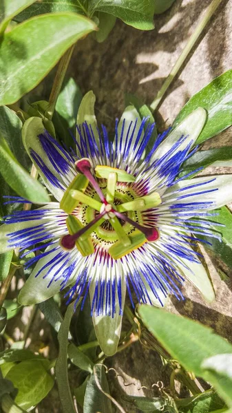 Güzel egzotik passiflora çiçeği yakından. Çiçek açan pasiflora, yeşil saplar ve arka planda açık beton duvar yaprakları. Tıbbi otlar ve alternatif tedavi konsepti. Botanik çiçek arkaplanı