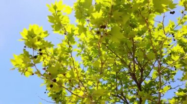 Taze yeşil yapraklar açık mavi gökyüzüne karşı.