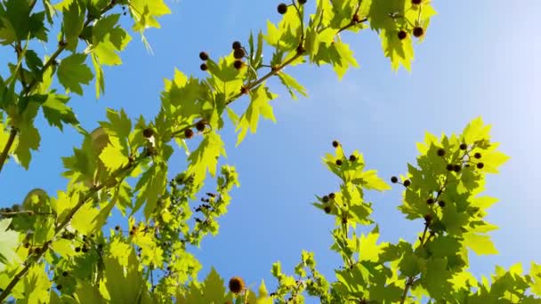 Taze yeşil yapraklar açık mavi gökyüzüne karşı. — Stok video