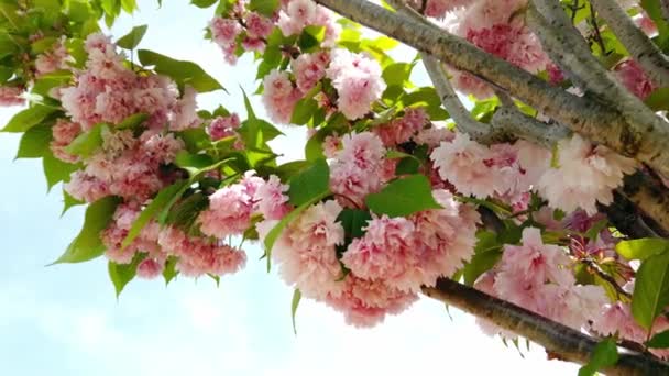 Peach blossom. pink delicate flowers on background of blue sky. — Stock Video