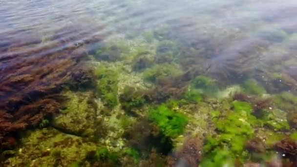 Meeresboden, Algen, Algen, Algen, Fische. Reines klares Wasser. Nahaufnahme. — Stockvideo