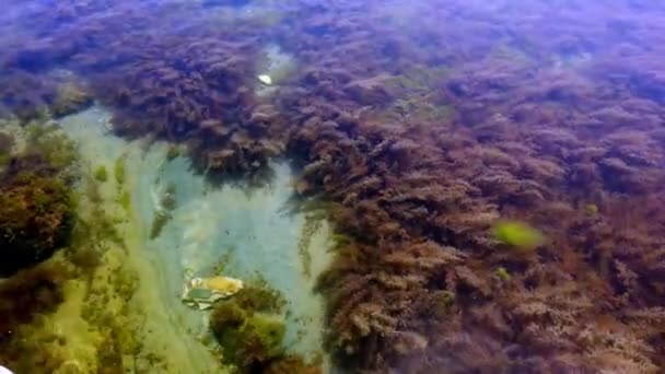 Fondos marinos, algas, algas, peces. Agua pura y clara. Primer plano . — Vídeos de Stock