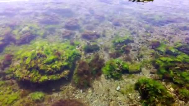 Meeresboden, Algen, Algen, Algen, Fische. Reines klares Wasser. Nahaufnahme. — Stockvideo