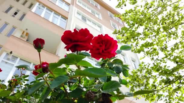 Krásné červené růže, zelené listy. Detailní záběr. — Stock video