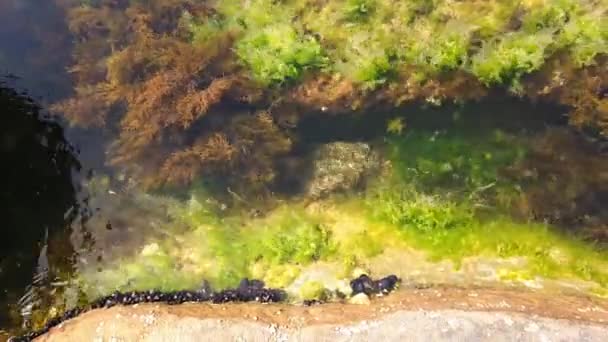 Meeresboden, Algen, Algen, Algen, Fische. Reines klares Wasser. Nahaufnahme. — Stockvideo