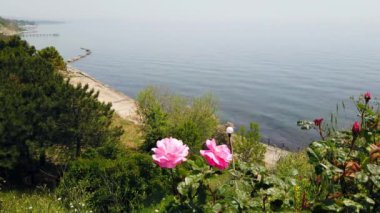 Sisli. Güzel deniz manzarası. Üst Manzara. Hassas pembe güller. Kumsal.