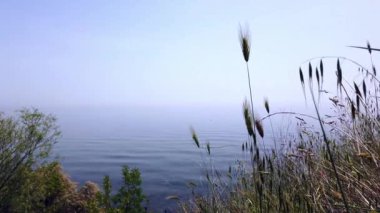 Sisli. Güzel deniz manzarası. Üst Manzara. Yeşil taze çimenler. Mısır gevreği kulakları.