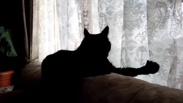 Dunkle Silhouette einer schwarzen Katze auf dem Hintergrund eines hellen Fensters und weißer Vorhänge. — Stockvideo