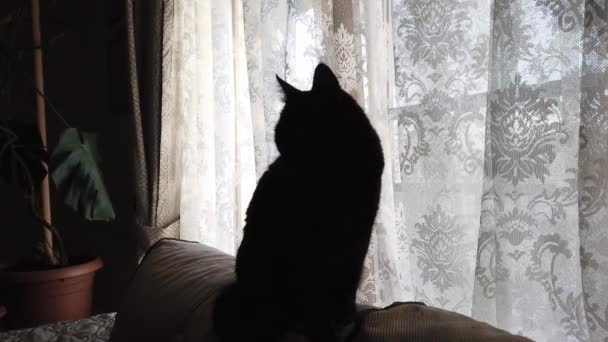 Dunkle Silhouette einer schwarzen Katze auf dem Hintergrund eines hellen Fensters und weißer Vorhänge. — Stockvideo