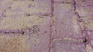 Küçük siyah karıncalar pembe caddelerde sürünüyorlar. Yakın plan. Yavaş çekim.