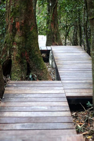 Parkta yürüyüş yolu