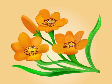 Turuncu ve sarı çiçekler Sparaxis