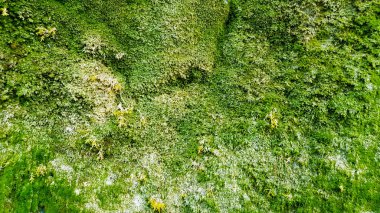 yeşil yosun ile büyümüş kayalar