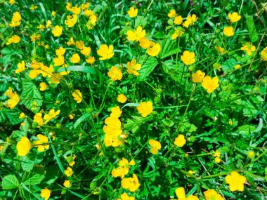 sahada çiçek açması sarı çiçek