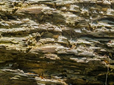 ormandaki ağaç çürüyen doku