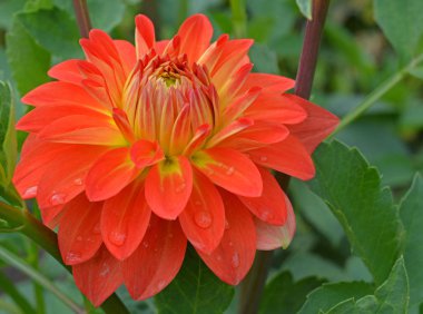 Güzel yıldız çiçeği - çiçek