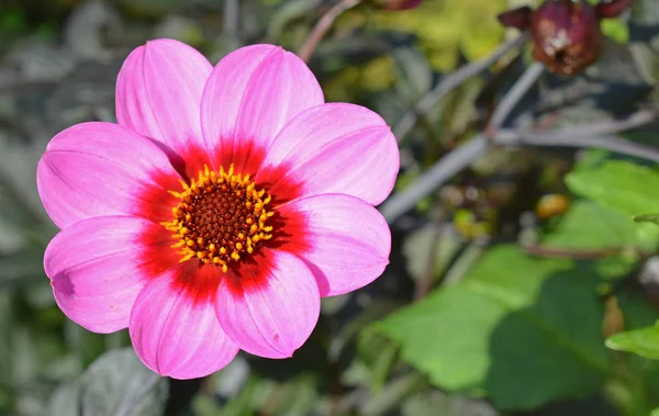 Güzel yıldız çiçeği - çiçek