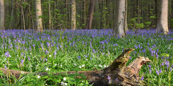 Bois de Halle, Belgique