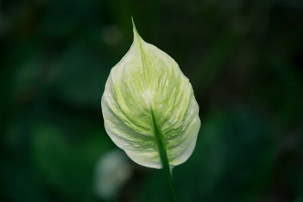 Closeup on Peace of Madonna lily  (Spathiphyllum wallisii) indoor flowering plant for bright indoor spot