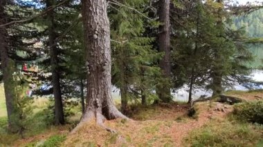 Avusturya, Carinthia, yaz, dağlar, Alpler, orman, göl, panorama, taşlar