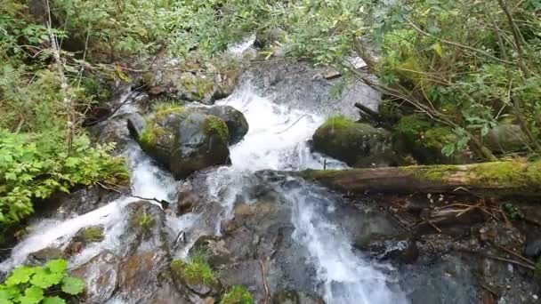 Österrike Kärnten Sommar Berg Alperna Skog Sluttning Bäck Vattenfall Ovanifrån — Stockvideo