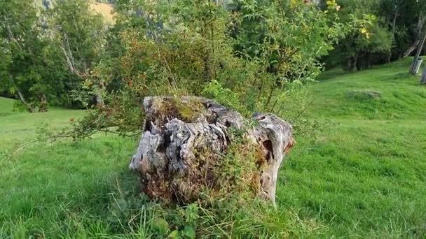 Austria Carinthia Summer Mountains Alps Sunny Slope Bush Stump Grass — Stock Video