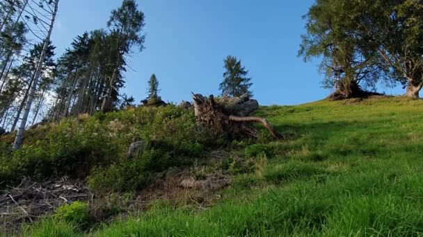 Austria Carintia Verano Montañas Alpes Buen Tiempo Cielo Bosque Pendiente — Vídeos de Stock