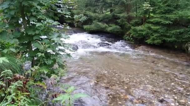 Österrike Kärnten Sommar Berg Alperna Bergsflod Klart Vatten Flodstrand Stenar — Stockvideo