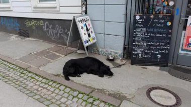 Üzgün Köpek sokakta, bira dükkanının yanında..
