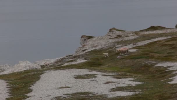 Asture Voor Een Schaap Met Lammeren Aan Kust Van Noorse — Stockvideo