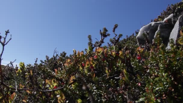 Noordelijke Bloemen Groeien Rotsen Sterke Koude Wind Aardbeien — Stockvideo
