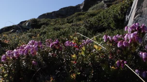 Noordelijke Bloemen Groeien Rotsen Sterke Koude Wind — Stockvideo