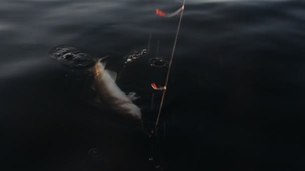 Fiske Torsken Fångas Norska Havet Närbild — Stockvideo