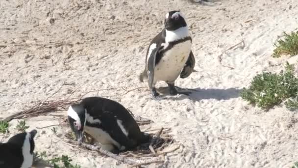 Южная Африка Западный Кейп Африканские Пингвины Гнездо Самка Прячет Яйцо — стоковое видео