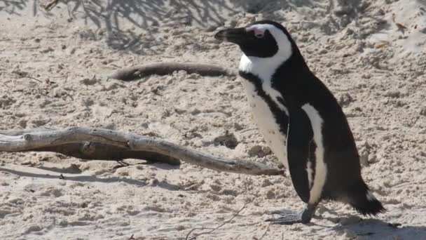 Dél-Afrika, Nyugat-Cape. Afrikai pingvin légzés a strandon.