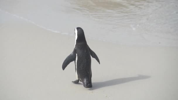 西开普省一只非洲企鹅沿着海滩沿着海浪散步 慢动作 — 图库视频影像