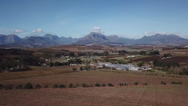 南アフリカ 西ケープ州 ブドウ畑の上空を飛行する無人機 山は先に見えます 天気ははっきりしている 以下の農場 — ストック動画