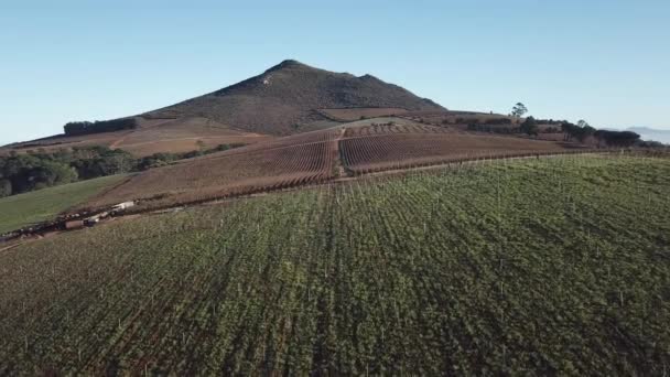 南アフリカ 西ケープ州 ブドウ畑の上空を飛行する無人機 山は先に見えます 天気ははっきりしている ブドウ畑で働く人々は — ストック動画