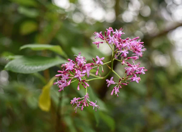 Tree Shrub Purple Flowers Greenhouse Botanical Garden Moscow University Pharmacy — Stock Photo, Image