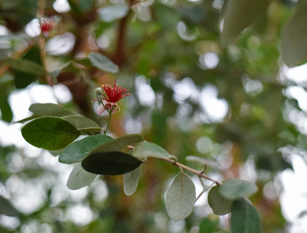 Árbol Con Flores Rojas Esponjosas Invernadero Jardín Botánico Universidad Moscú —  Fotos de Stock