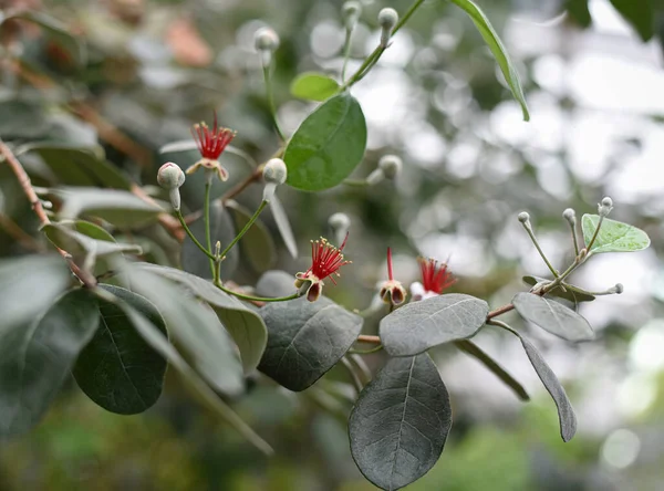 Baum Mit Roten Flauschigen Blüten Einem Gewächshaus Botanischen Garten Der — Stockfoto