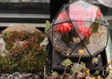 Moskova Üniversitesi Botanik Bahçesi 'nde cam fLORARIUM içinde spor salonu stenopleurum kaktüsü veya 