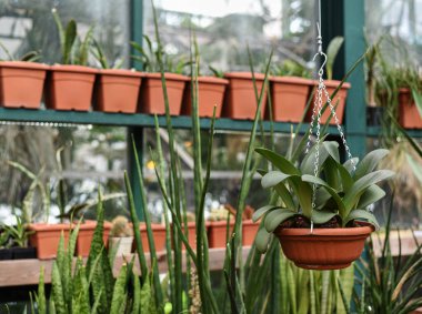 Sansevieria ve Moskova Üniversitesi 'nin Botanik Bahçesi' nde bulunan 