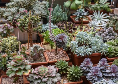 Moskova Üniversitesi 'nin Botanik Bahçesi 